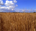 barley1